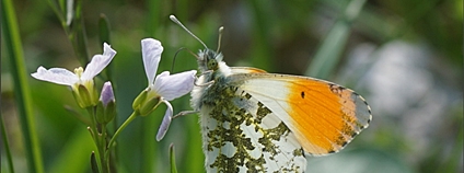 Bělásek řeřichový. Foto: Skupina JARO Bělásek řeřichový. Foto: Skupina JARO