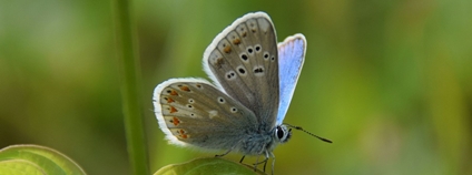 Modrásek komonicový Foto: Bohumil Jagoš AOPK ČR
