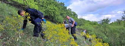 Vytrhávání borytu na Pálavě Foto: Igor Forgac AOPK ČR Vytrhávání borytu na Pálavě Foto: Igor Forgac AOPK ČR