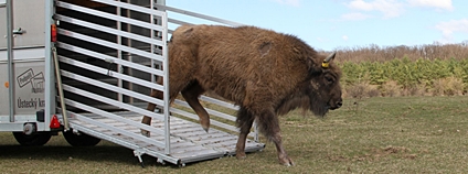 Vypouštění zubřice z chomutovského zooparku do rezervace velkých kopytníků u Milovic. Foto: Dalibor Dostál Česká krajina