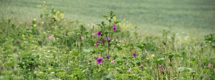 Biopás Vinoř Foto: Martin Mach Ondřej Ekolist.cz Biopás Vinoř Foto: Martin Mach Ondřej Ekolist.cz