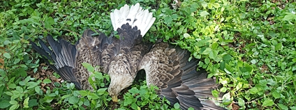 Otrávený orel mořský Foto: Vlastimil Peřina AOPK ČR