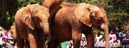 Sirotčinec nadace David Sheldrick Wildlife Trust leží na okraji Nairobi kousek za hranicí Nairobského národního parku. Každý den v 11 hodin se sirotci předvádějí návštěvníkům, zatímco ošetřovatelé vypravují o činnosti nadace.
