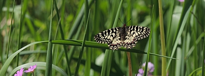 Pestrokřídlatec podražcový Foto: Medenica Ivan Wikimedia Commons